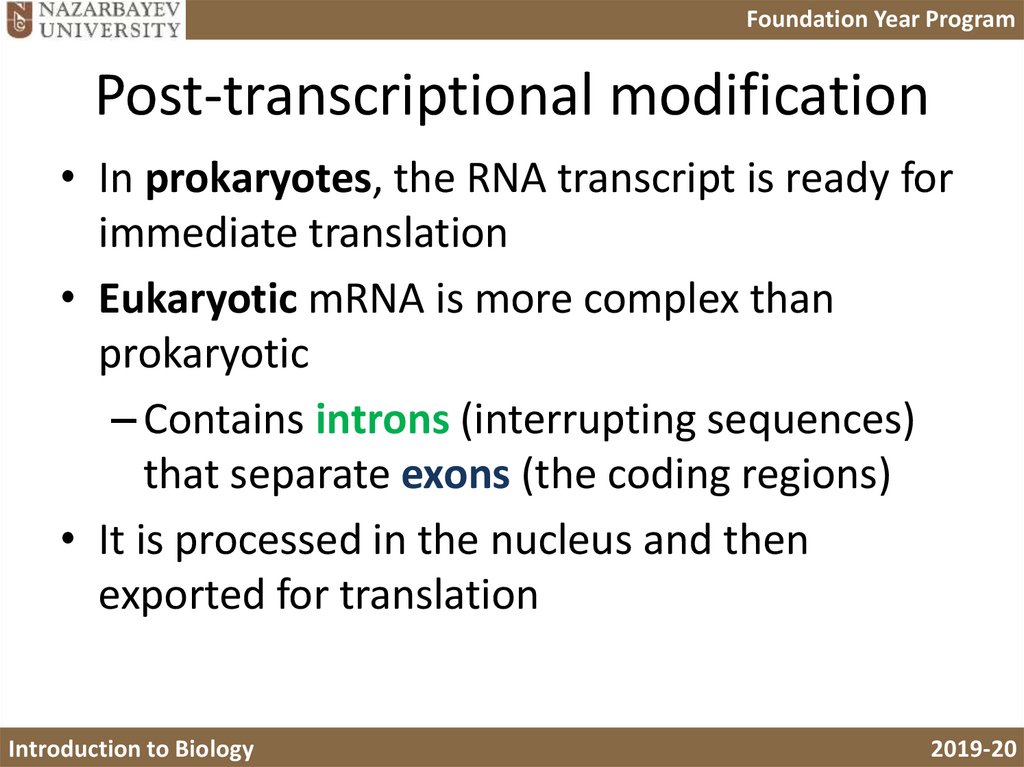The transcription of a gene