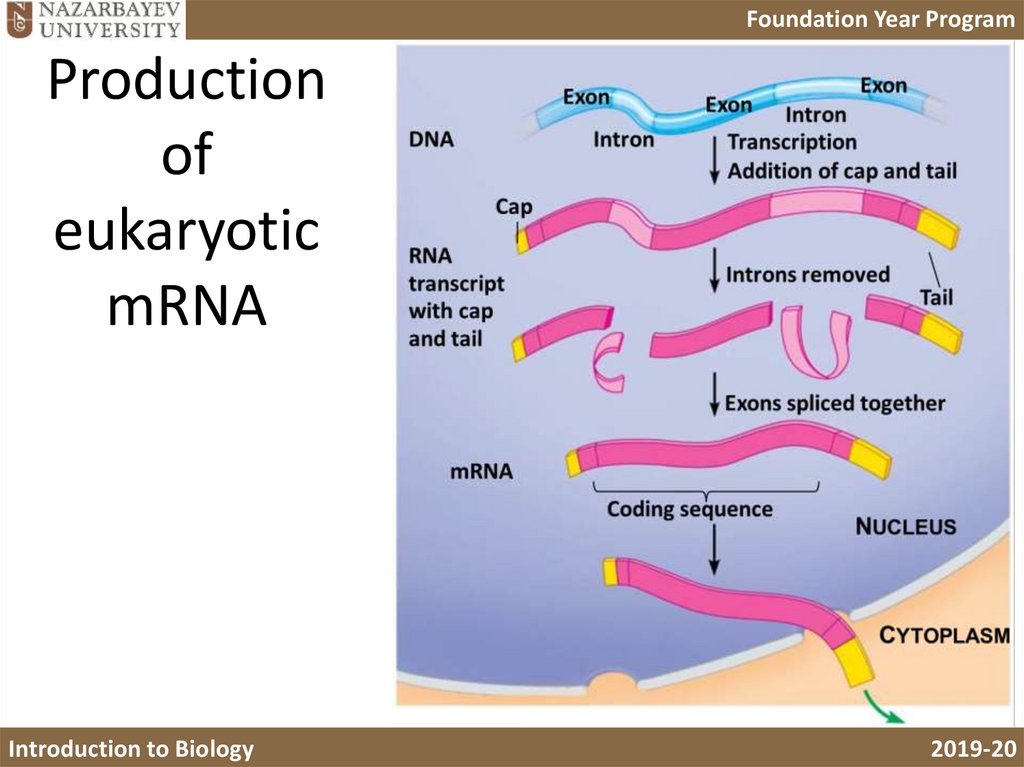 Eukaryotic RNA processing