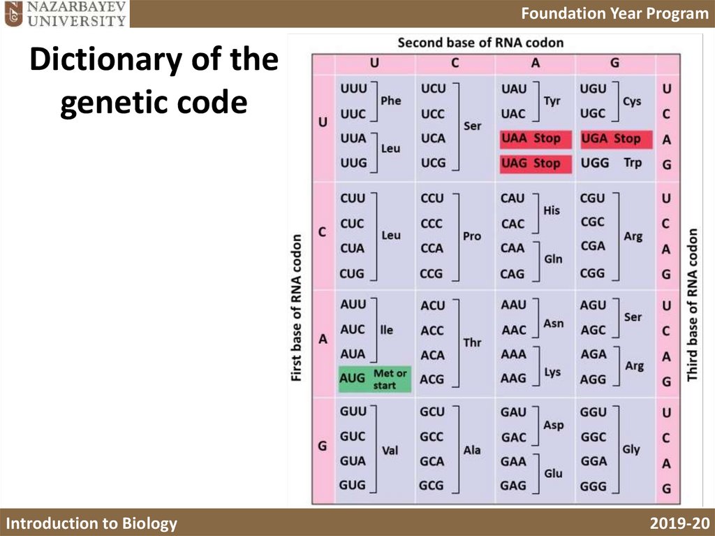 The genetic code dictates how codons are translated into amino acids