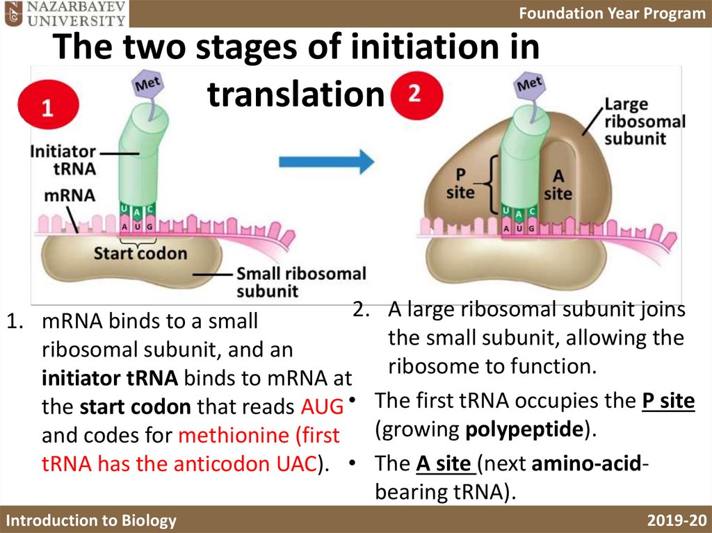 An initiation codon marks the start of the mRNA message
