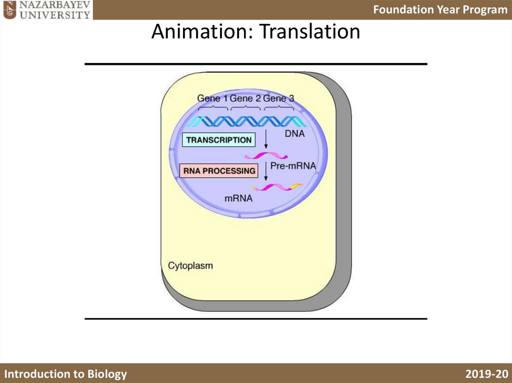Lecture B6: DNA Replication, Transcription and Translation - презентация  онлайн
