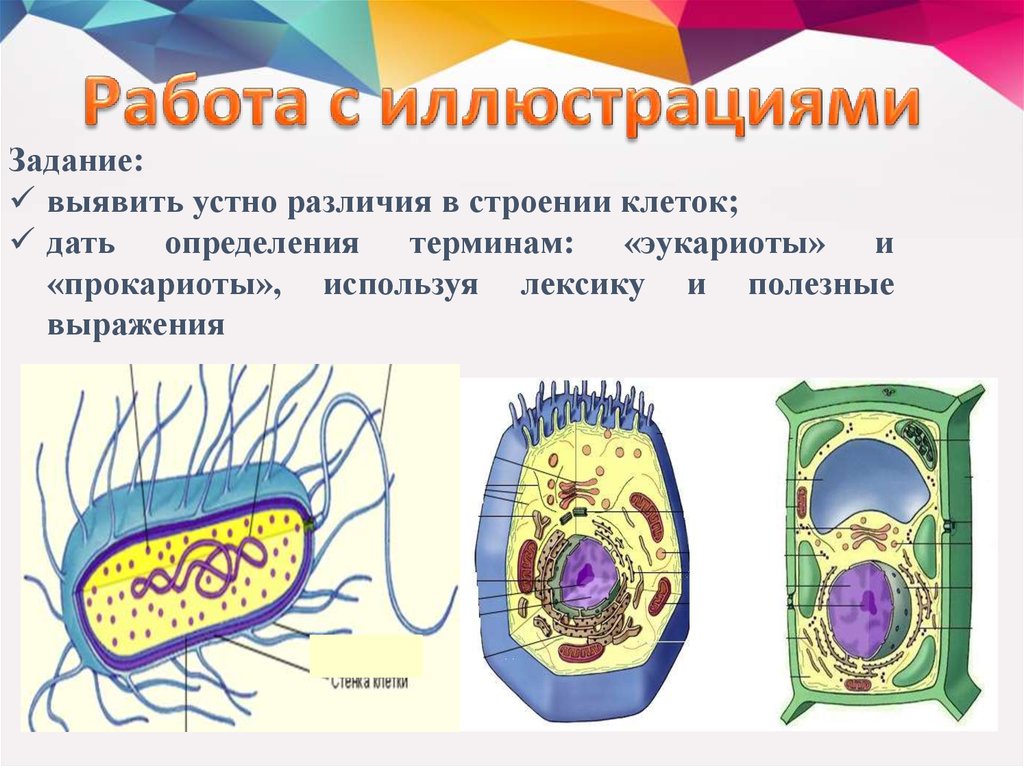 Клетка структурная единица