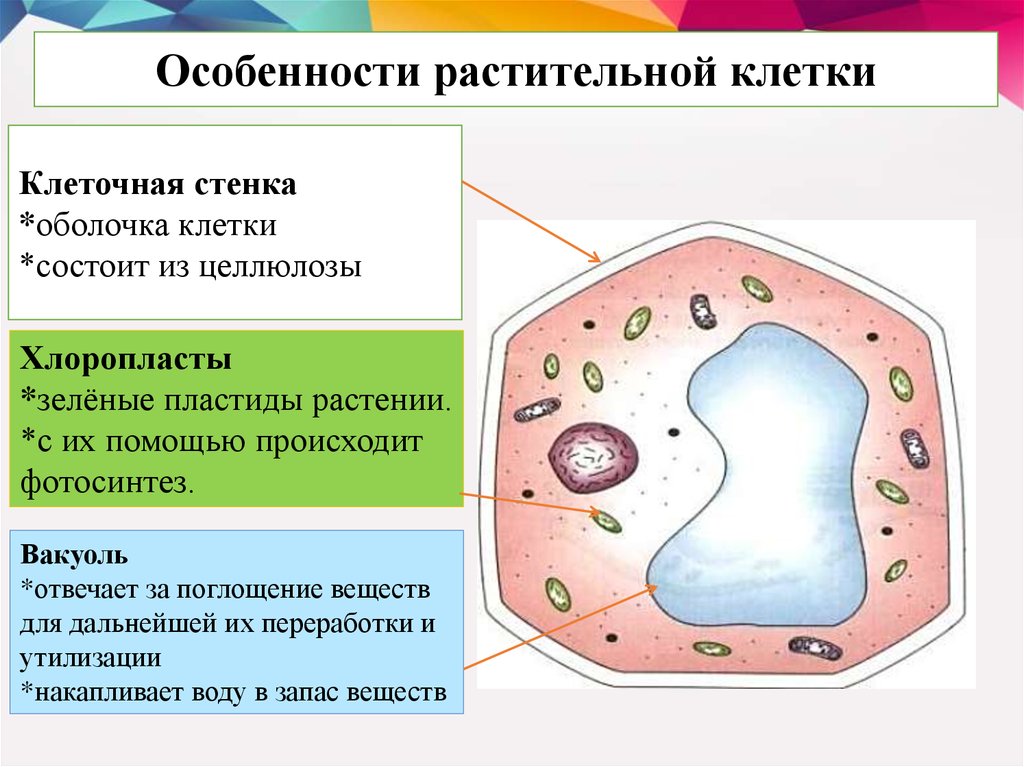 Клетка основная структурная единица жизни