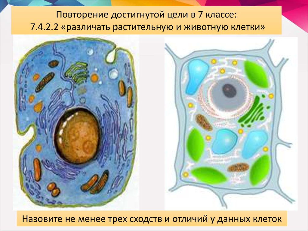 Конспект на тему клетки