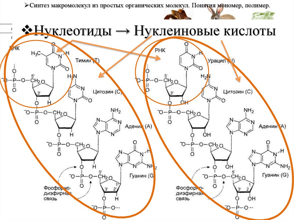 Синтез органических молекул. Синтез макромолекул. Синтез простых органических соединений. Гуанин полимер или мономер.