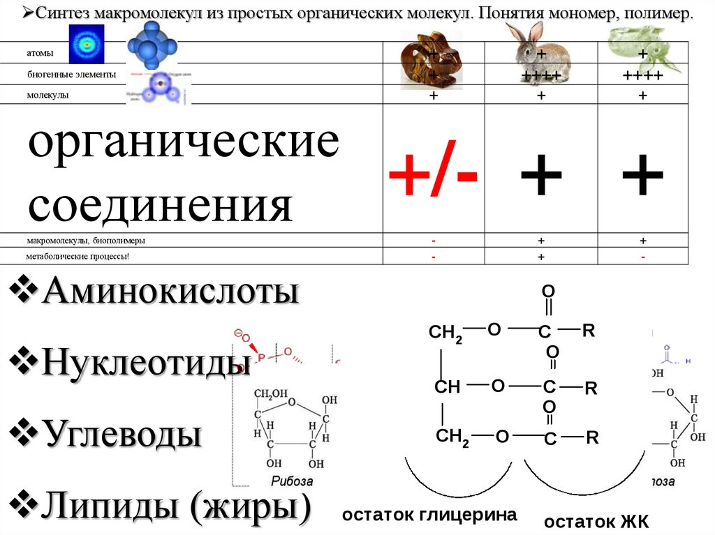 1 мономерами являются аминокислоты. Молекула мономера. Мономеры понятие. Полимер мономер аминокислота. Синтез макромолекул.