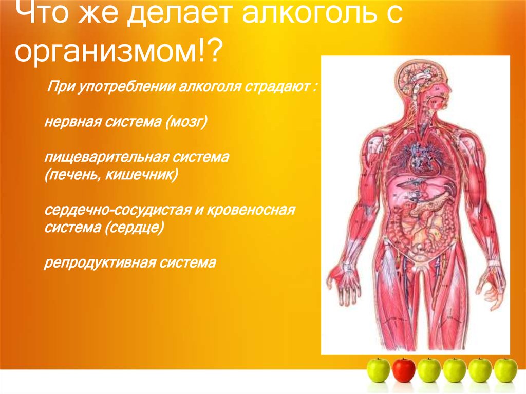 Что делает организм. Что делает алкоголь с организмом. Что делает алкоголь с организмом человека. Что же делает алкоголь с организмом.