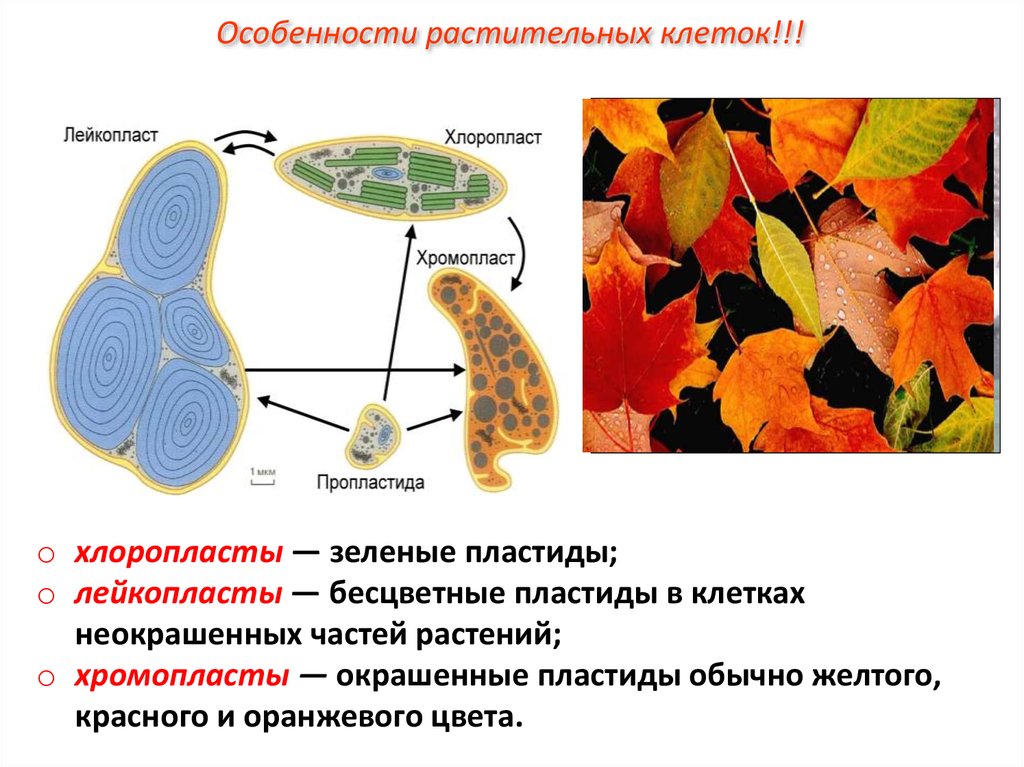 Хромопласты в каких клетках