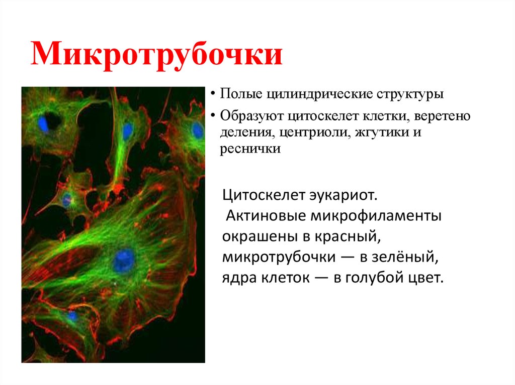 Микротрубочки цитоскелета