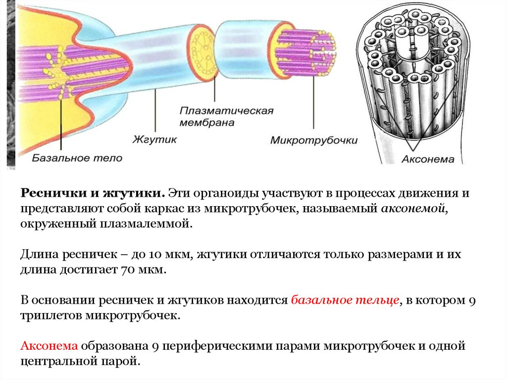 Образуют реснички и жгутики. Аксонема микротрубочки. Микротрубочки органоиды. Реснички и жгутики. Аксонема и базальное тельце.