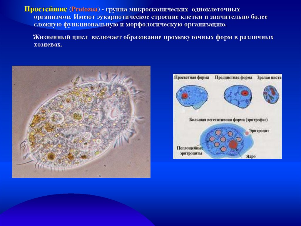 Презентация по микробиологии простейшие