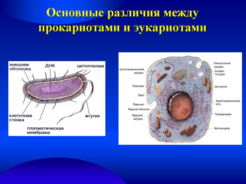 Прокариоты ответ 3. Прокариотическая и эукариотическая клетка. Клетка прокариот и эукариот рисунок. Клетки прокариот и эукариот. Эукариот и прокариот биология.
