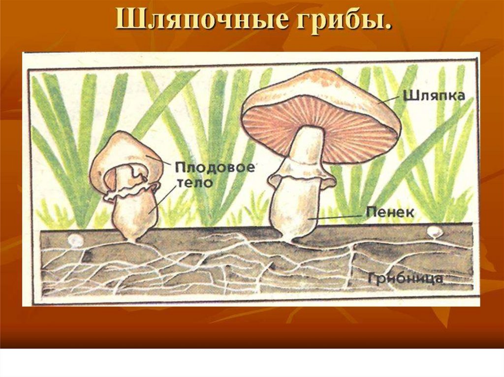 Презентация по биологии 7 класс шляпочные грибы