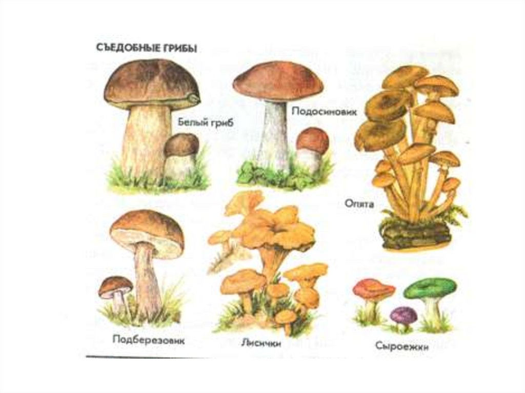 Рисунки грибов для детей 2 класса