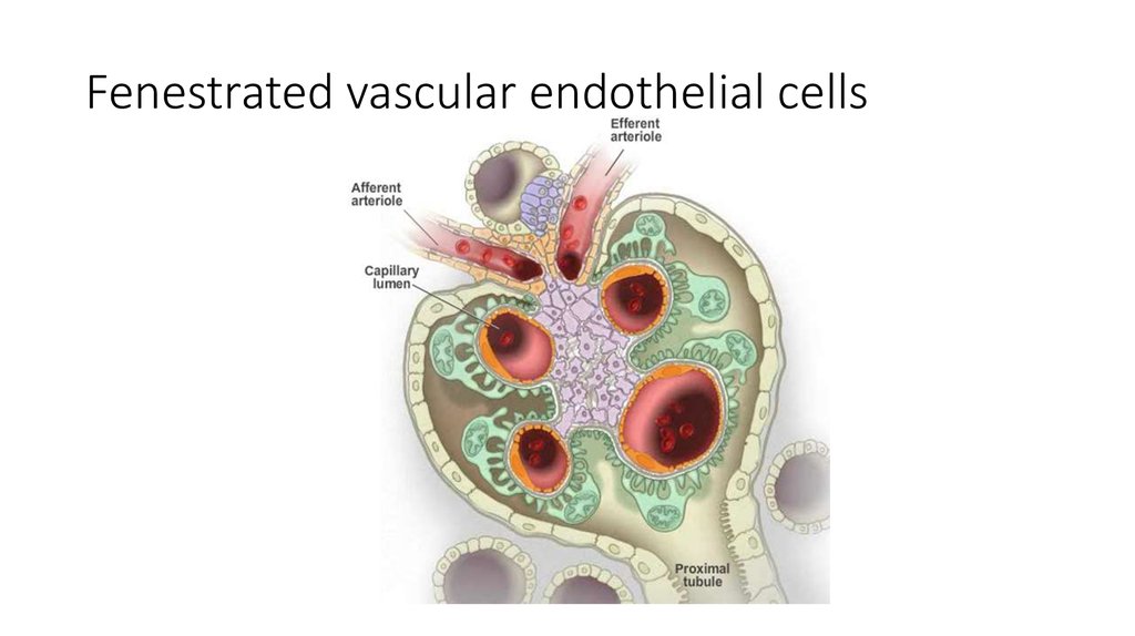 Fenestrated vascular endothelial cells
