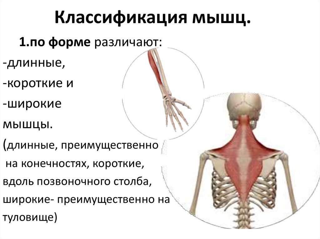 Какие признаки характеризуют скелетную мышцу человека