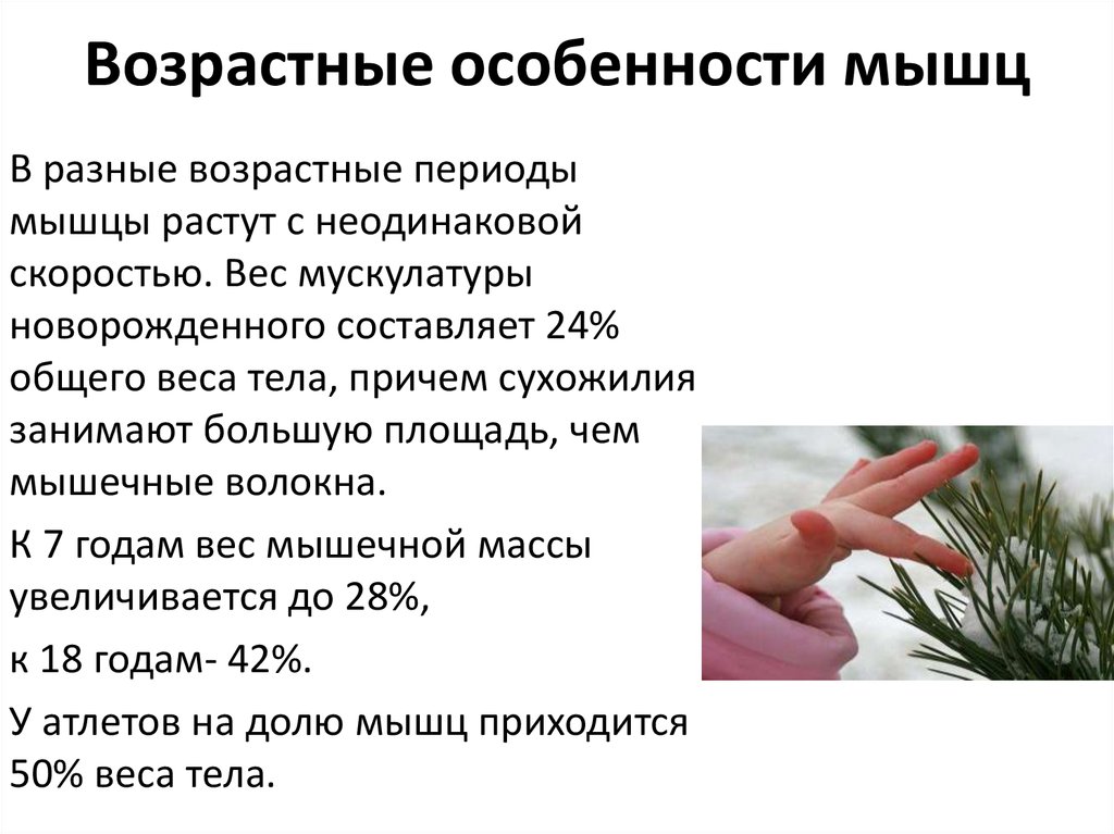 Возрастные особенности мышц