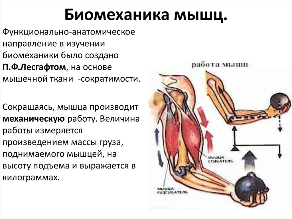 Основные работы мышц. Биомеханические аспекты строения мышцы. Сокращение мышц. Биомеханика мышечного сокращения. Работа мышц.