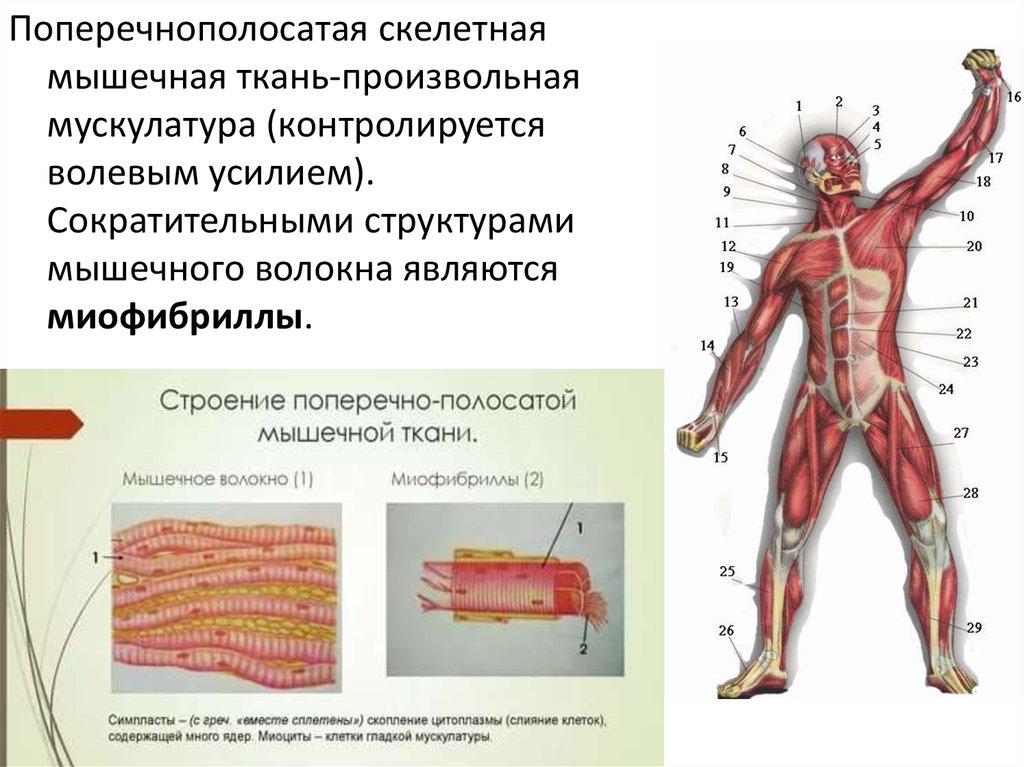 Скелетная поперечно полосатая мускулатура состоит из