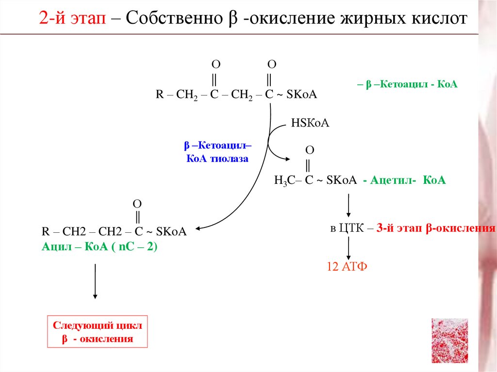 Этапы окисления. Этапы окисления жирных кислот. Цикл бета окисления жирных кислот. Β-окисление жирных кислот этапы. Бета кетоацил КОА тиолаза.