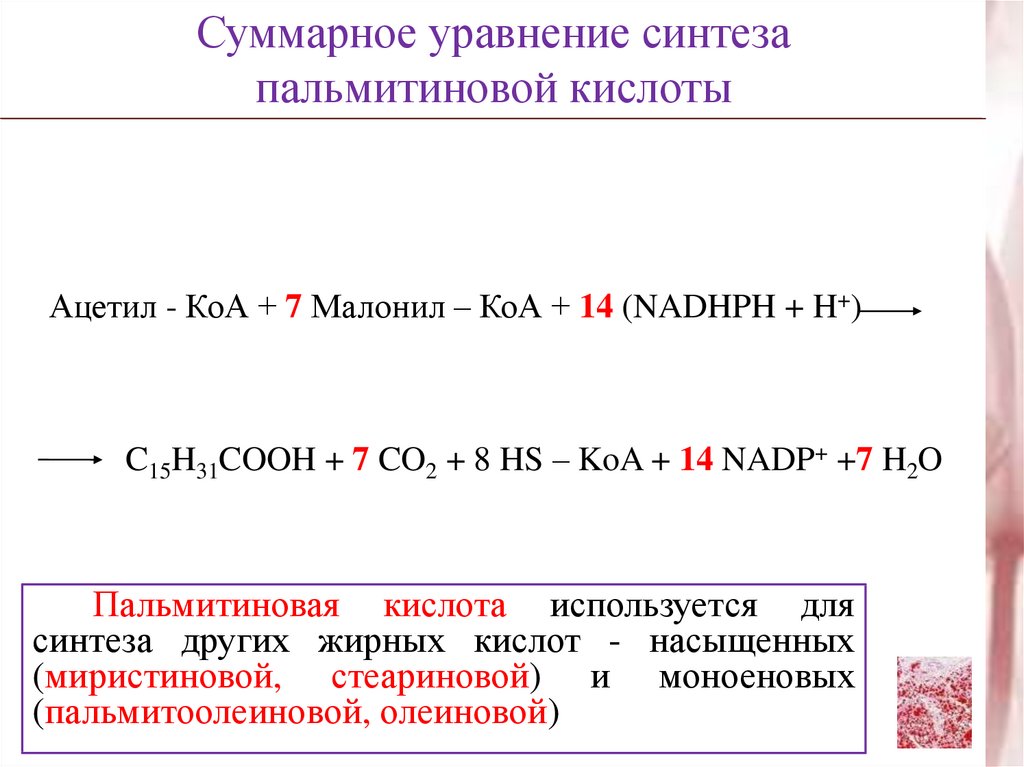 Синтез пальмитиновой кислоты