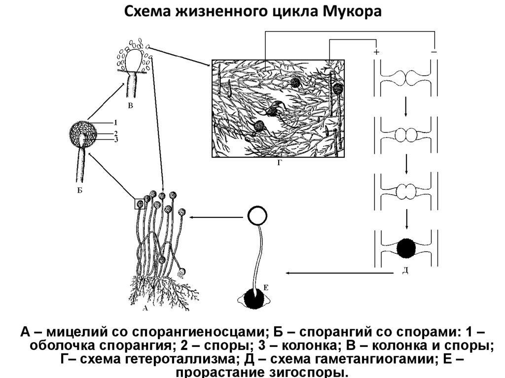 Размножение мукора. Жизненный цикл мукора схема. Жизненный цикл зигомицетов схема. Цикл развития мукора сахарного.. Схема цикла развития гриба мукора.
