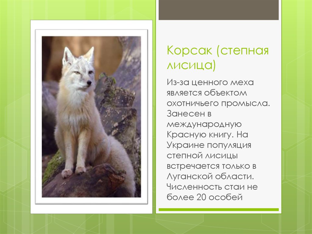 Корсак описание