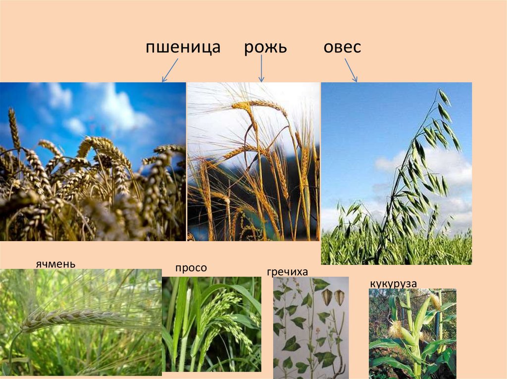 Растениеводство окружающий мир тест