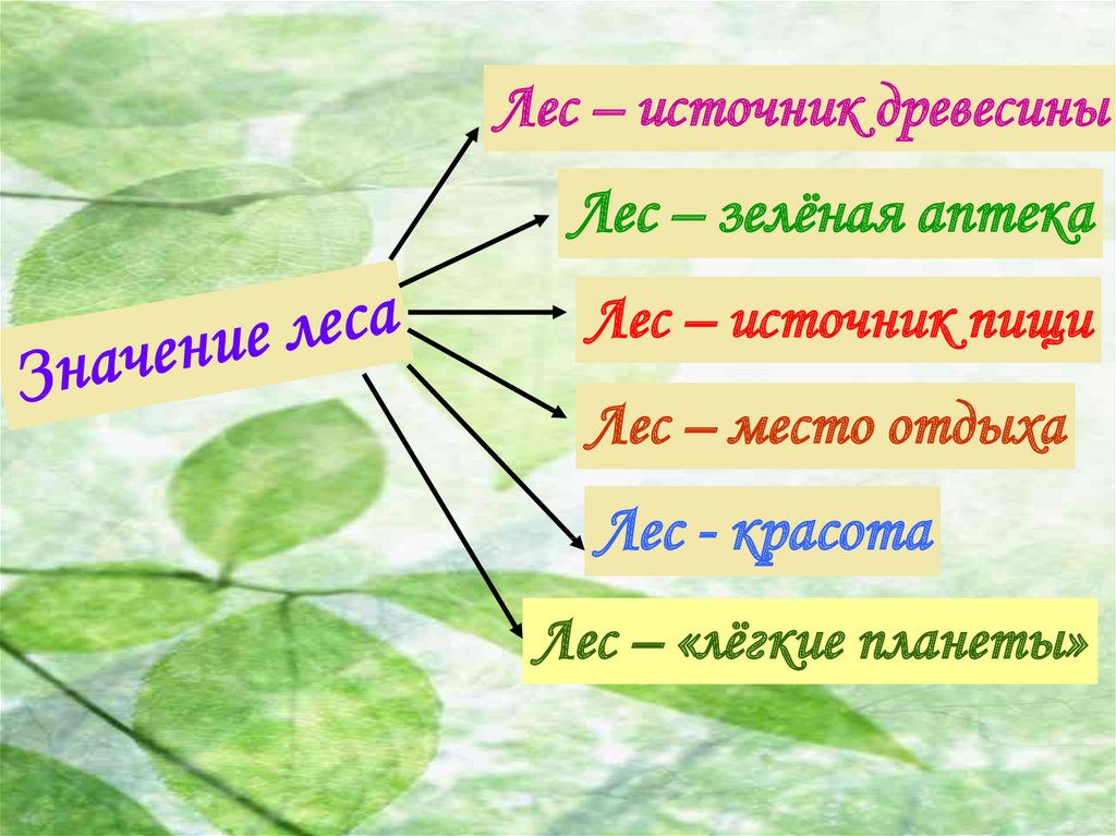 Какое значение имеют леса. Значение леса для человека. Схема значение леса. Схема значение леса 3 класс. Значение леса для человека 4 класс.