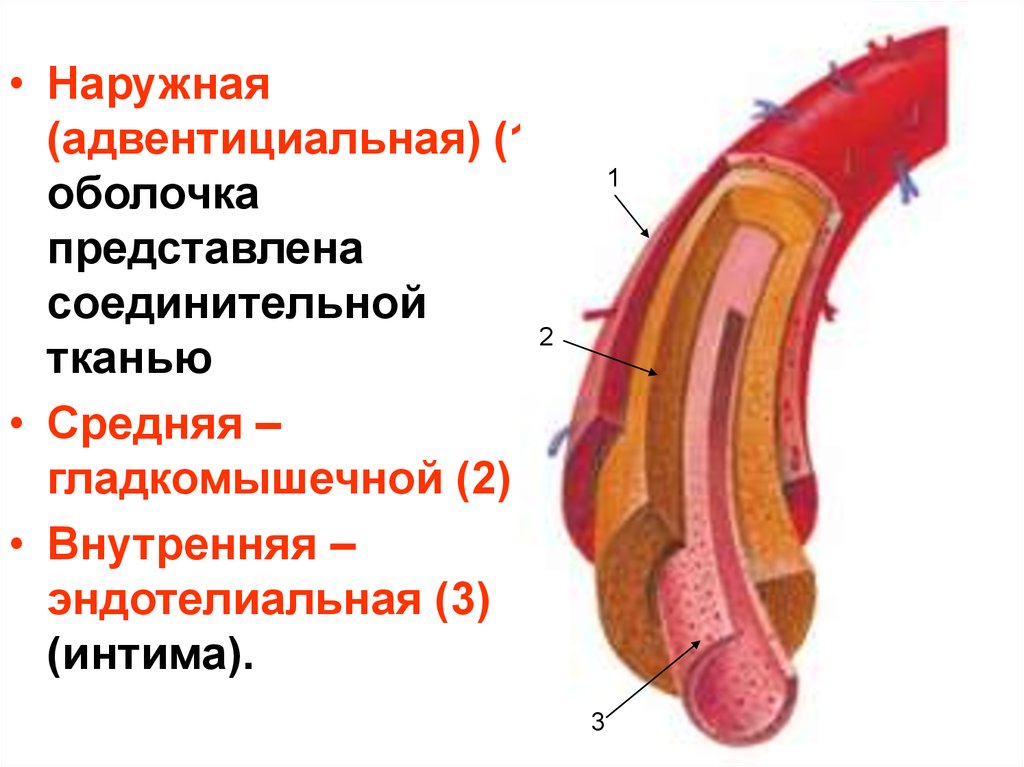 Внутри оболочка. Наружная адвентициальная оболочка. Серозная и адвентициальная оболочка. Глотка адвентициальная оболочка. Адвентициальная оболочка почки.