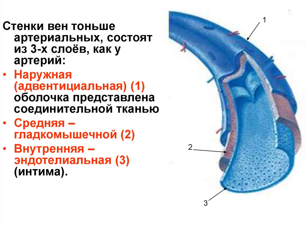 Стенки состоят из. Оболочки вен. Вены строение оболочек. Строение венозной стенки.