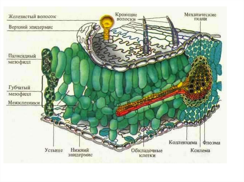 Мезофилл листа клетки. Клетки мезофилла листа. Мякоть листа мезофилл. Анатомическое строение листовой пластинки. Строение мезофилла листа.