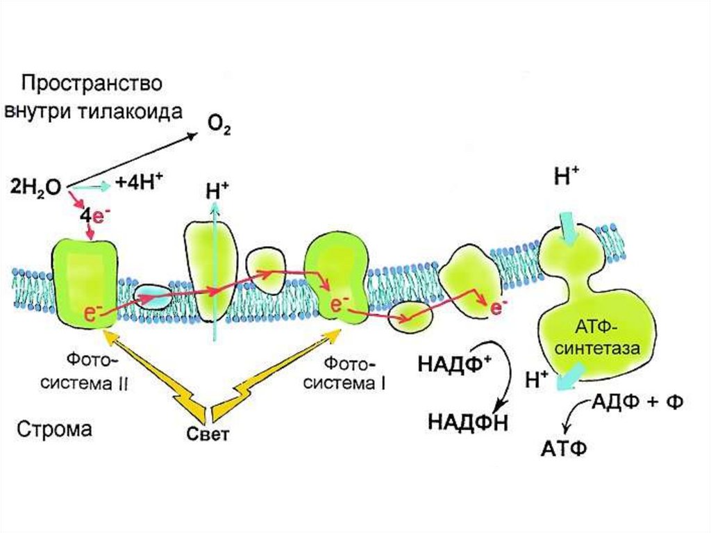 Фотосинтез фотосистемы схема
