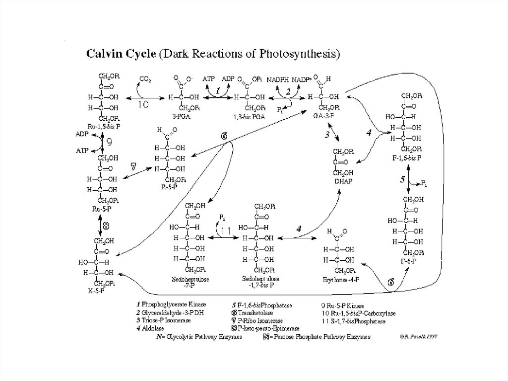 Цикл кальвина схема