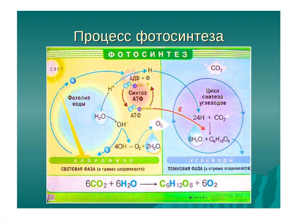 Темновая фаза продукты. Схема фотосинтеза биология. Процесс фотосинтеза. Фотосинтез рисунок. Световая стадия фотосинтеза.