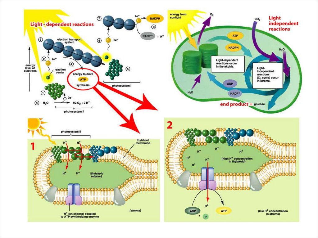 Фотосинтез биохимия презентация