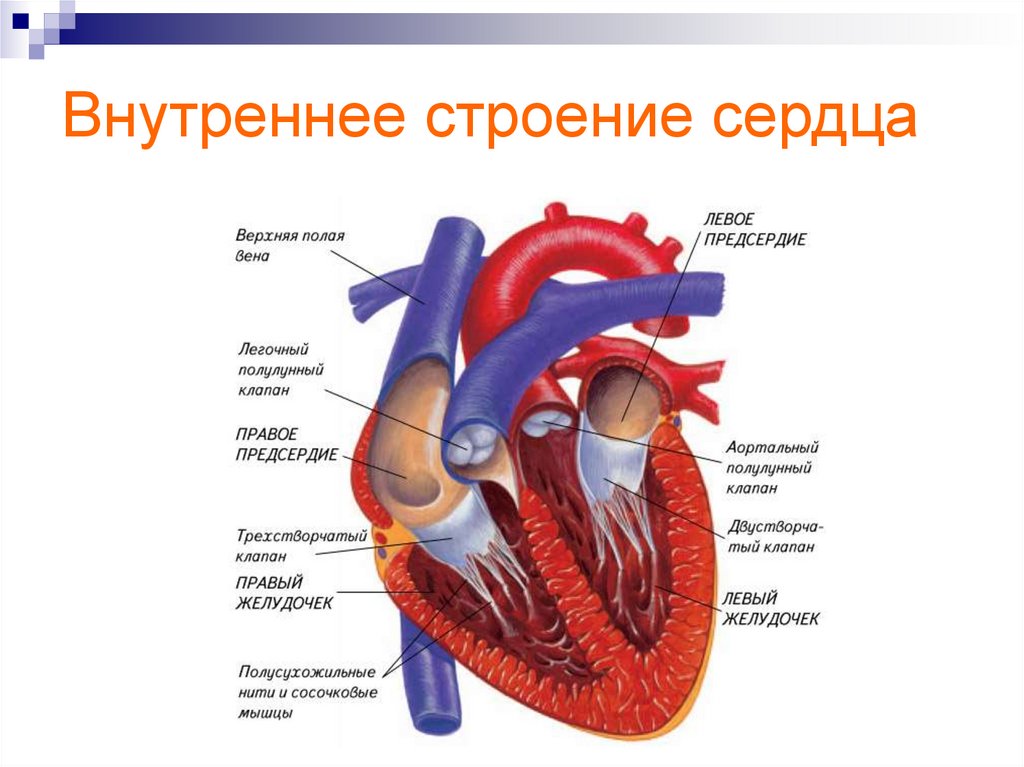 Строение сердца рисунок с подписями