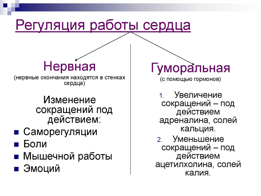 Регуляция работы сердца и сосудов