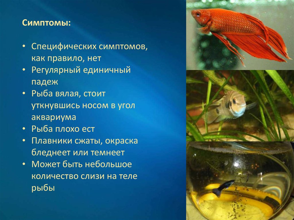 Пахнет рыбой лечение. Болезни рыб презентация. Презентация по болезням рыб. Специфические рыбы. Вирусные заболевания рыб.