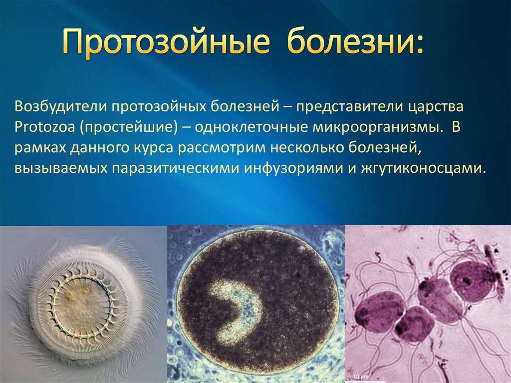 Заболевания простейших животных. Возбудители протозойных кишечных инфекций. Протозойные кишечные паразиты. Прототозойные заболевания.