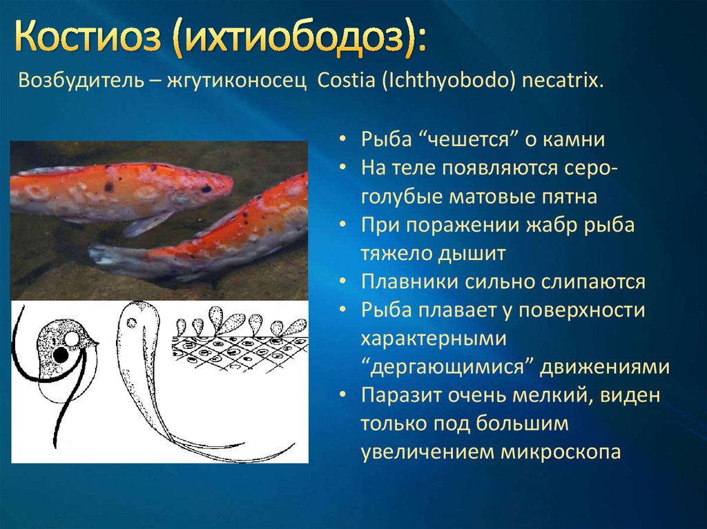 Инфекционные заболевания рыбы. Ichthyobodo necatrix. Костиоз (ихтиободоз). Костиоз рыб (ихтиободоз). Ихтиободоз (костиоз). Возбудитель.