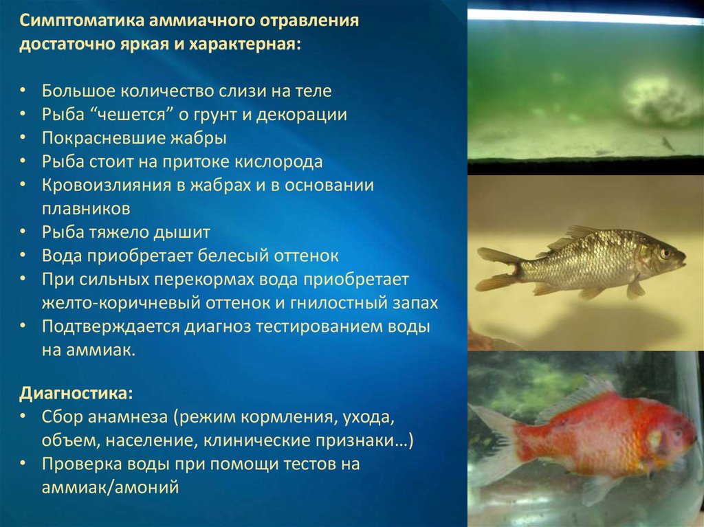 Рыбы условия жизни