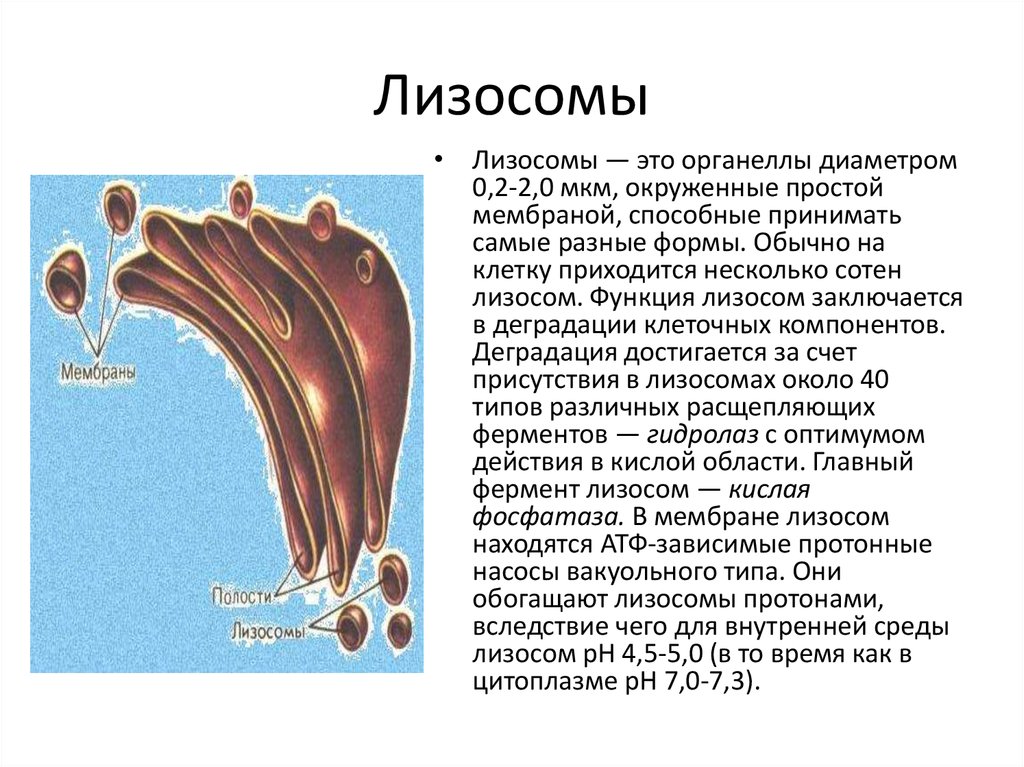 Лизосомы заполнены