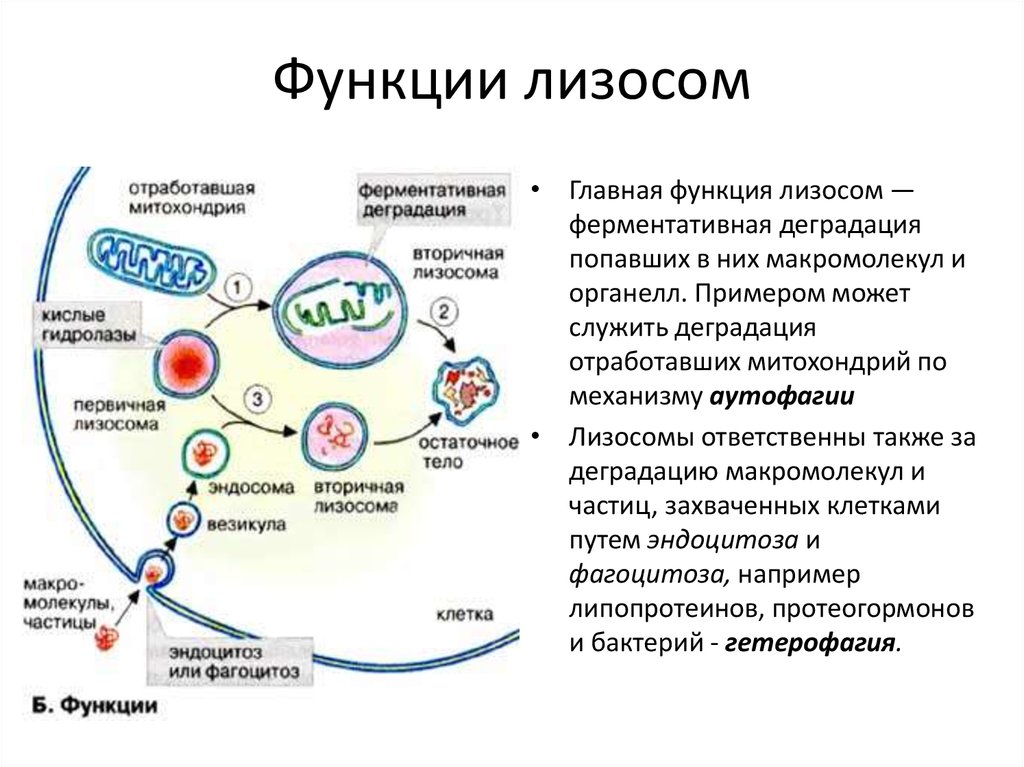 Роль лизосом. Лизосомы характеристика и функции. Лизосомы строение и функции. Лизосома функции органоида.