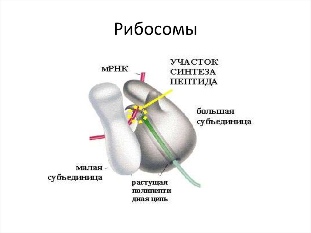 В состав рибосом входят