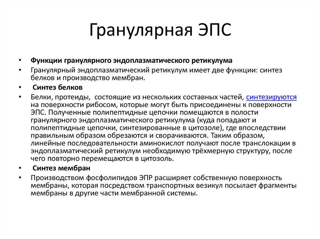 Гранулярная эпс. Гранулярная ЭПС функции. Гранулярная эндоплазматическая сеть функции. Функции агранулярной ЭПС. Функции гранулярной эндоплазматической.