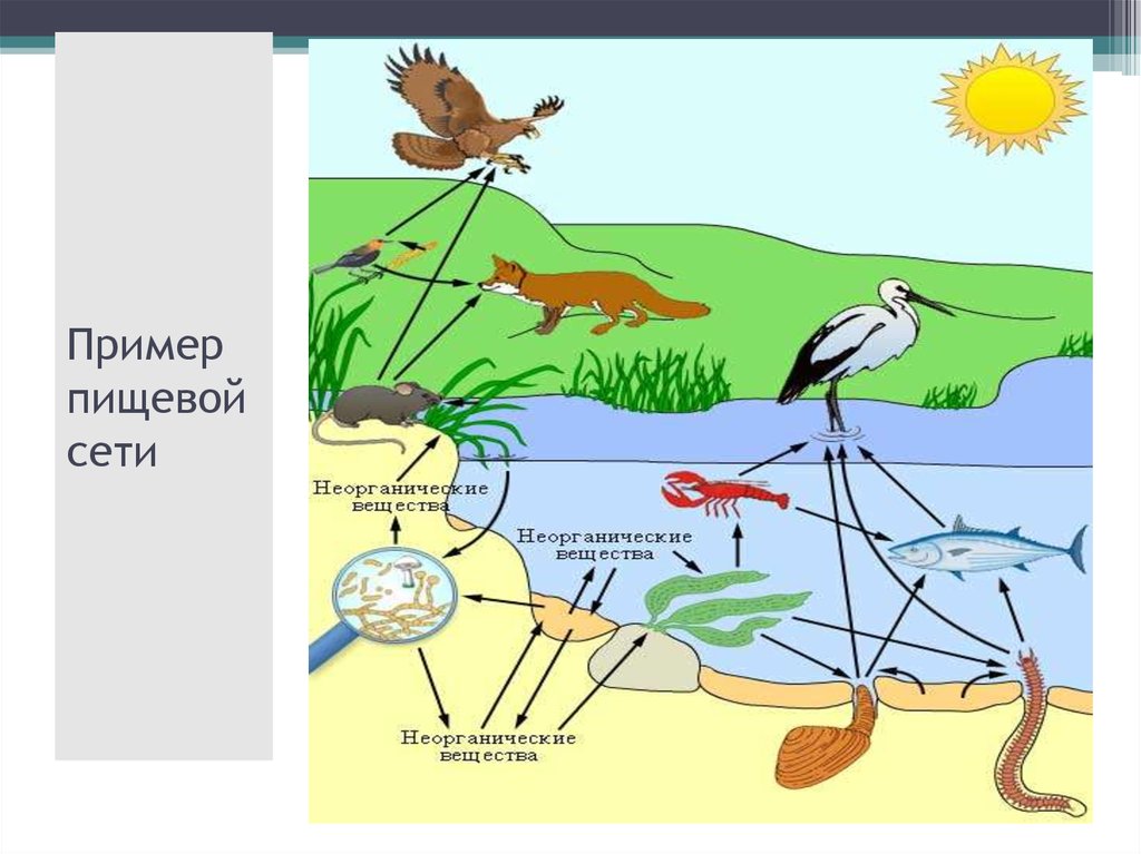 Пищевые цепи в аквариуме примеры. Пищевая сеть. Пищевая сеть примеры. Схема пищевой сети. Что такое пищевая цепь и пищевая сеть.