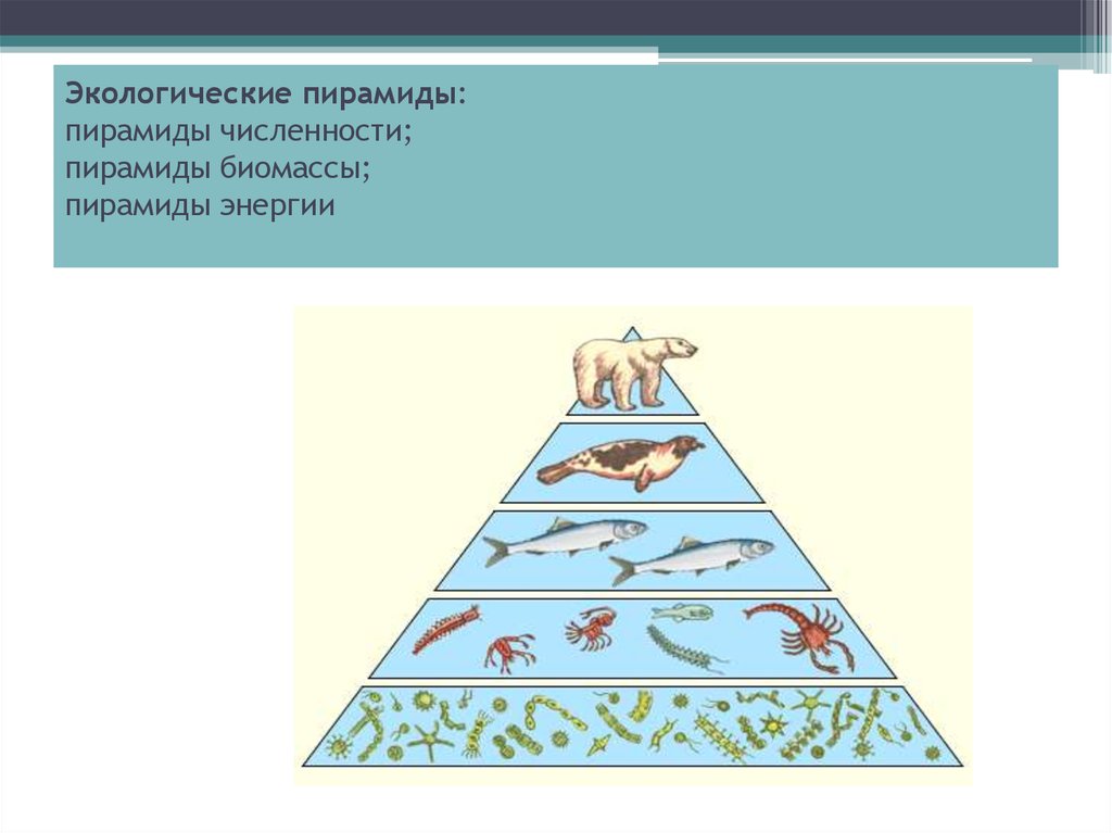 Экологические пирамиды биомасс энергии. Экологические пирамиды пирамида биомасс. Экологические пирамиды чисел биомассы энергии. Экологическая пирамида биомассы Перевернутая. Пирамиды численности и биомассы это в биологии.