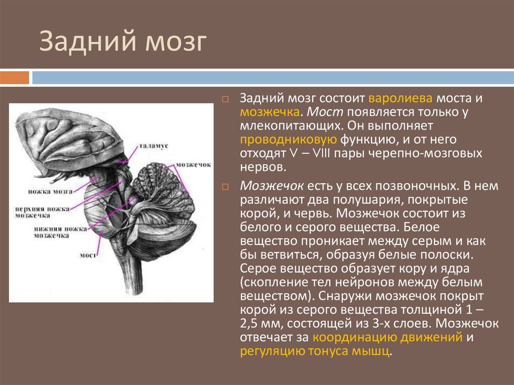 В задний мозг входит мозжечок. Задний мозг варолиев мост и мозжечок. Функции моста и мозжечка заднего мозга. Задний мозг функции мозжечка. Задний мозг: топография, строение и функции моста и мозжечка.