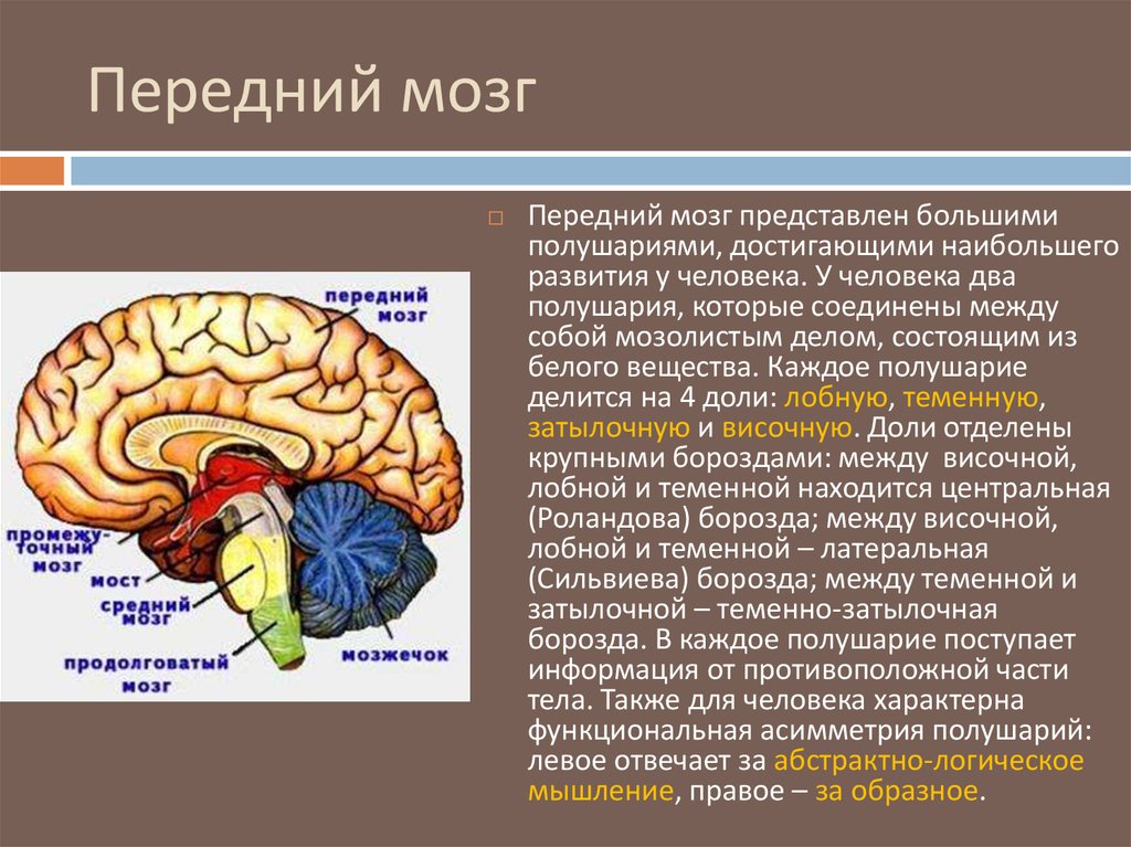 Задний отдел головного мозга состоит. Передний отдел головного мозга структура. Строение и функции переднего отдела головного мозга. Отделы головного мозга передний мозг. Передний мозг расположение.